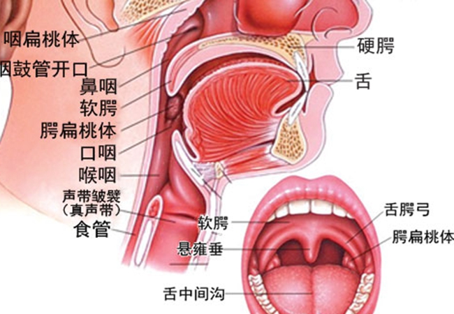 扁桃体解剖结构图解图片