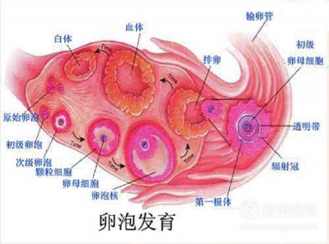 怎样知道卵子已经排出图片