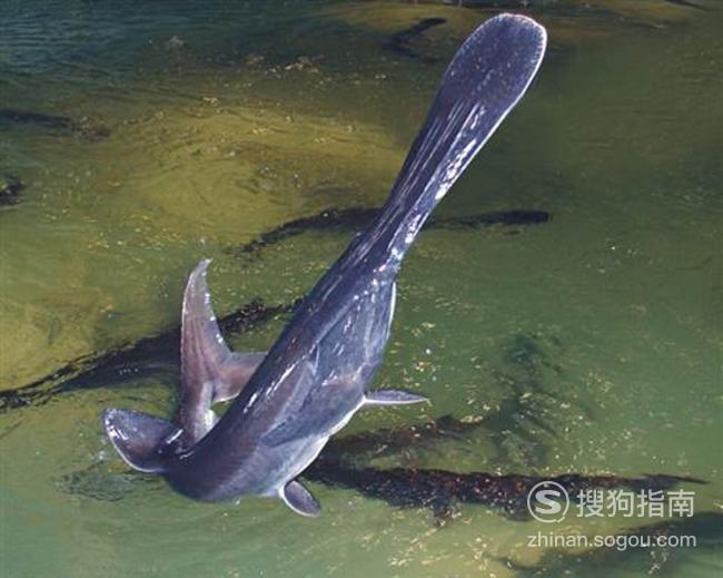 鱘魚養殖注意事項