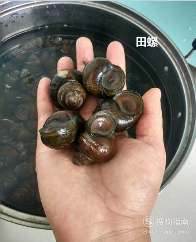 如何区分田螺与福寿螺