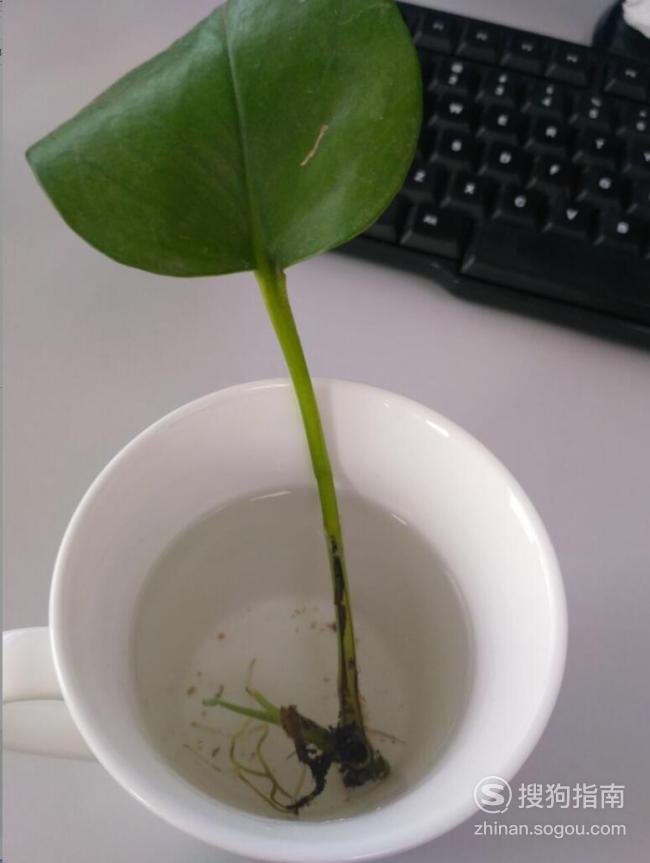 个人办公室茶杯绿萝养植方法,办公室绿植栽培法