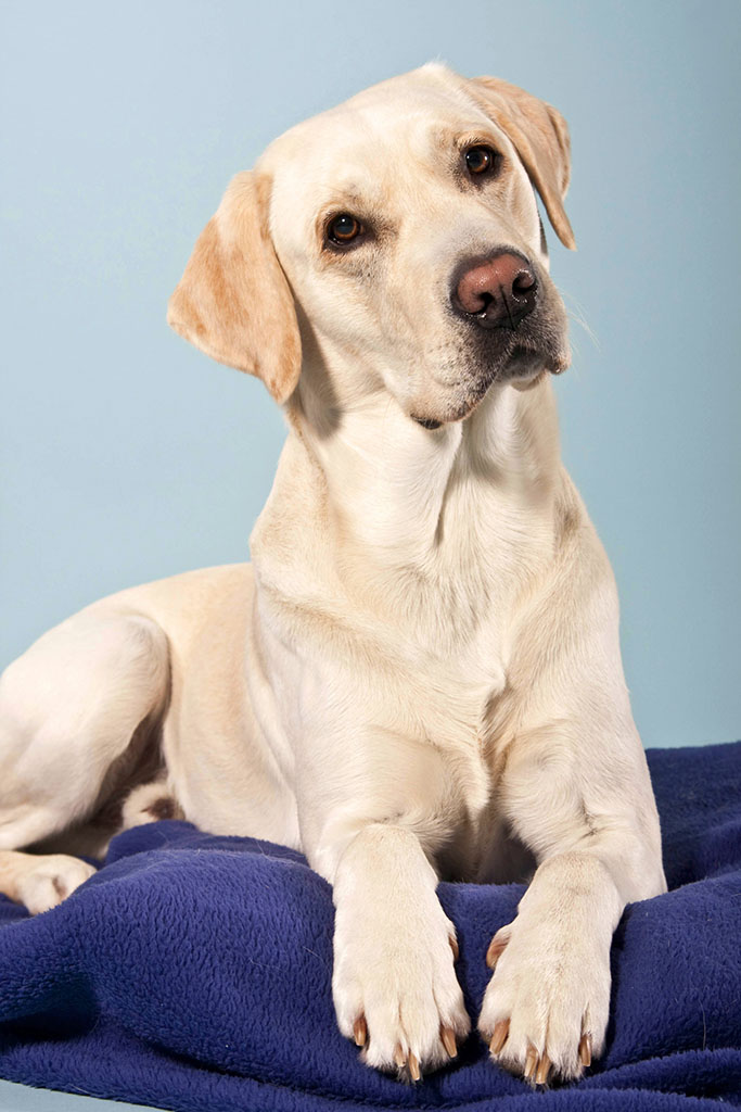 怎么养好拉布拉多犬