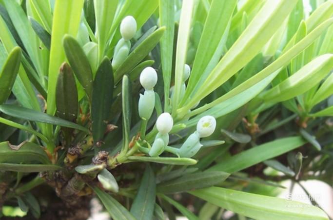 生活中有哪些常見的植物(裸子植物篇)