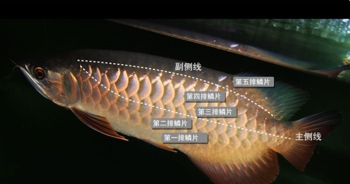 什么是过背金龙鱼