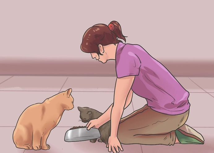 如何帮助老猫咪接纳新猫咪