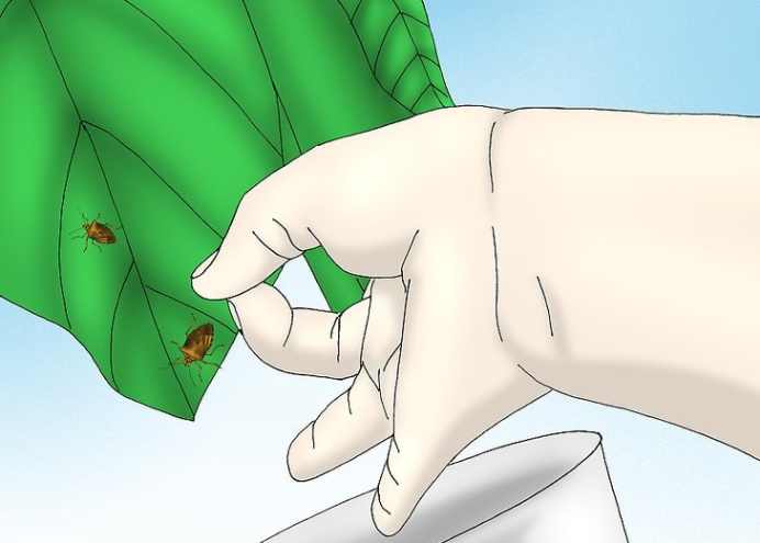 如何用自然方法驱除椿象