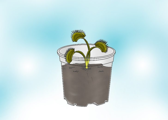 如何种植捕蝇草