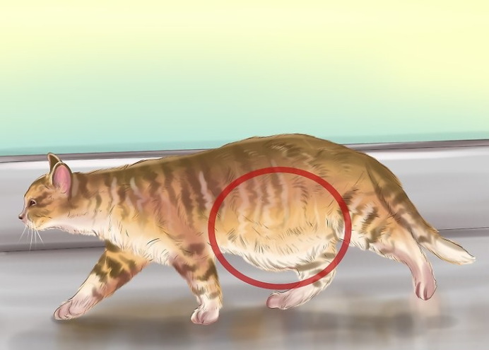 如何辨别猫咪身上的蠕虫