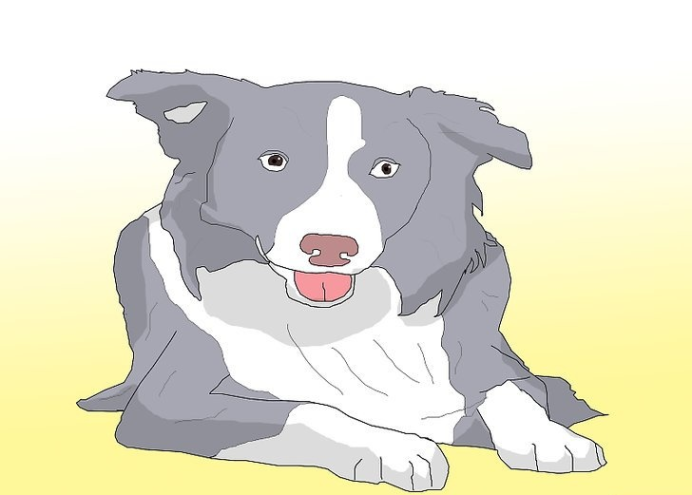 如何选择一只狗