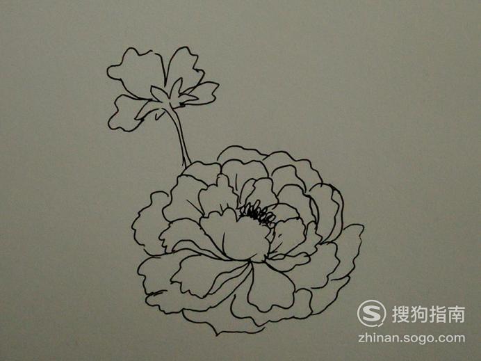 牡丹花的畫法