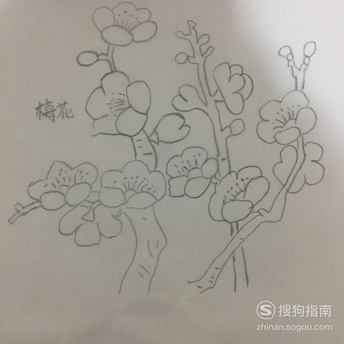 为了突出梅花的立体感,可以用圆圈和简单的线条画出花蕊.