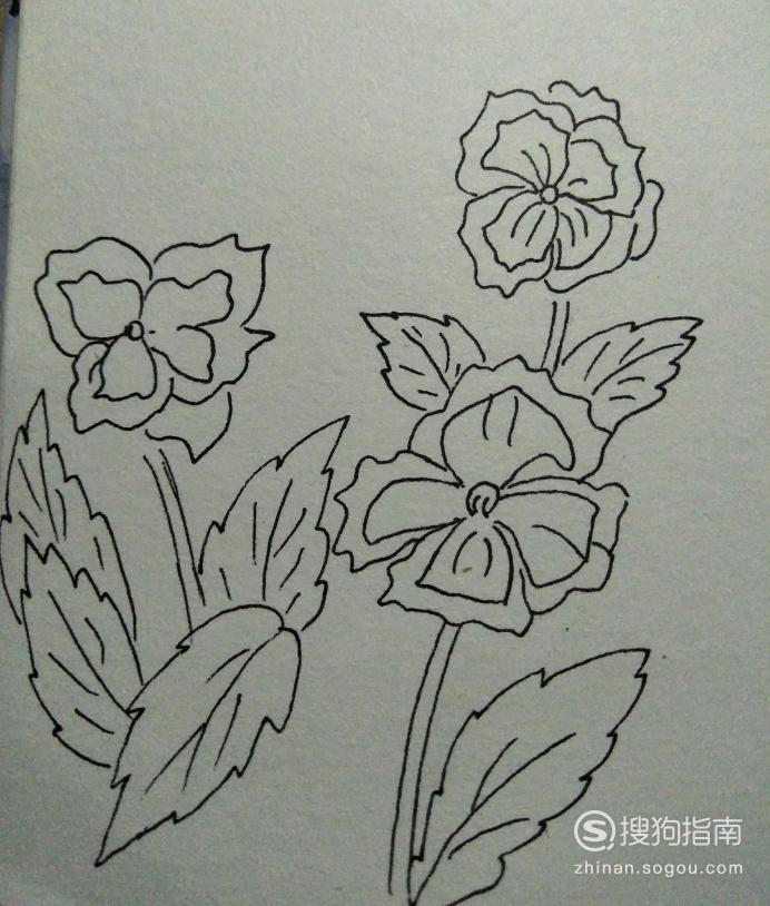 简笔画四紫苔的画法