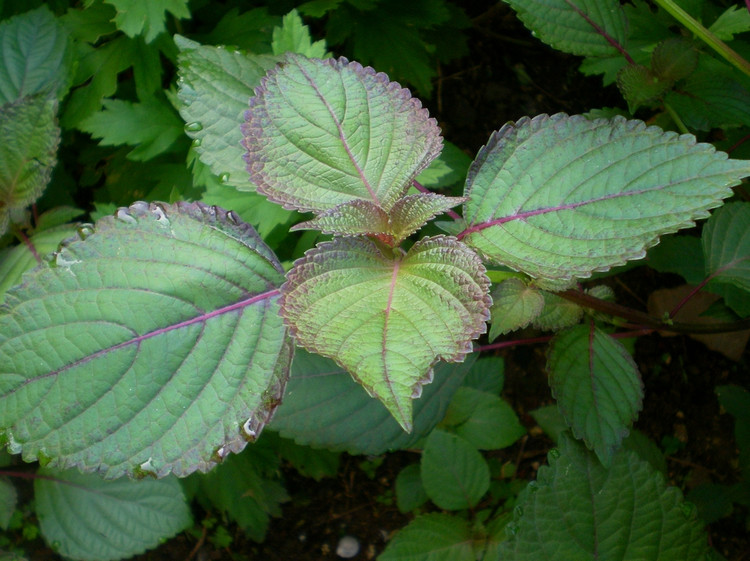 边缘具圆锯齿,两面紫色或上面绿色,下表面有多数凹点状腺鳞