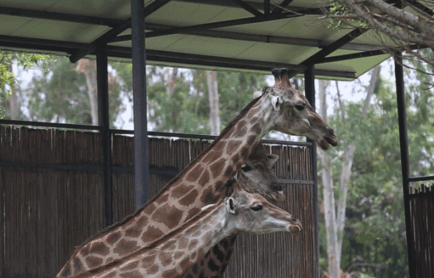 周末go龙凤山庄华阳湖香市动物园观音山玩遍整个东莞