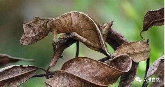 马达加斯加岛有一种奇怪的蜥蜴 连眼睛都能伪装 外形异常独特
