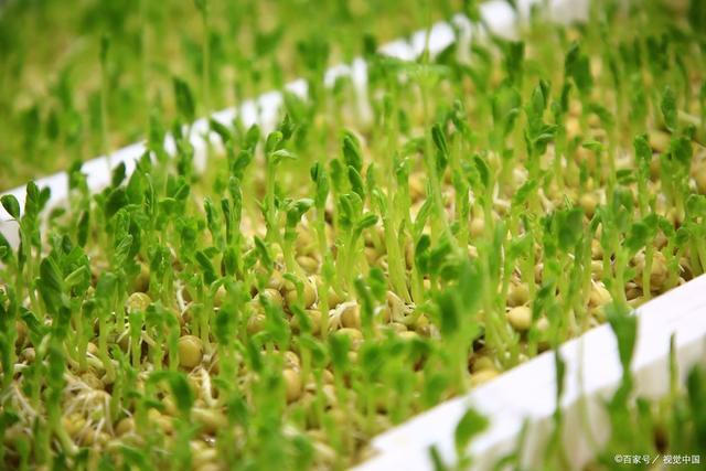 种植豌豆芽苗菜要控制好什么才能产量大