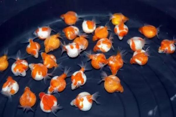 世界五大最难养的金鱼水泡金鱼上榜第一望天鱼不能混养
