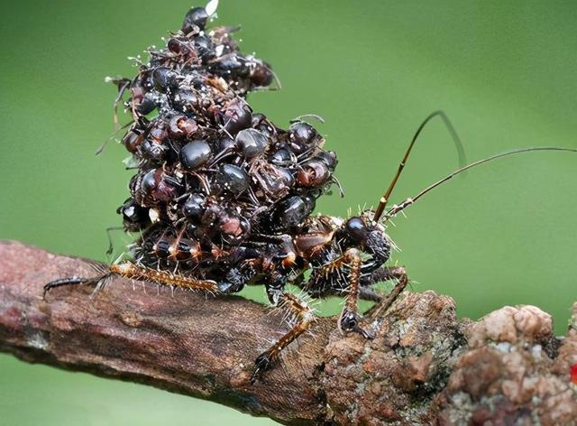 昆虫 运尸人 将 蚁尸 堆背上吓退天敌 并混入蚁穴胡吃海喝