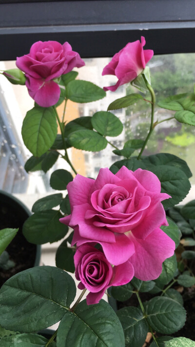 阳台也能种的蔷薇 花形美丽 梦幻紫色