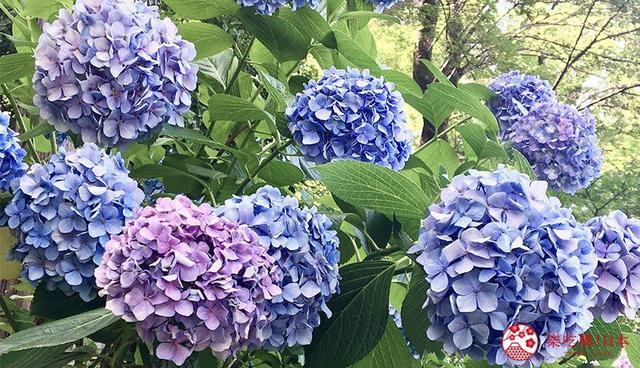 日本关西梅雨季怎么玩 到大阪 京都 神户赏紫阳绣球花吧