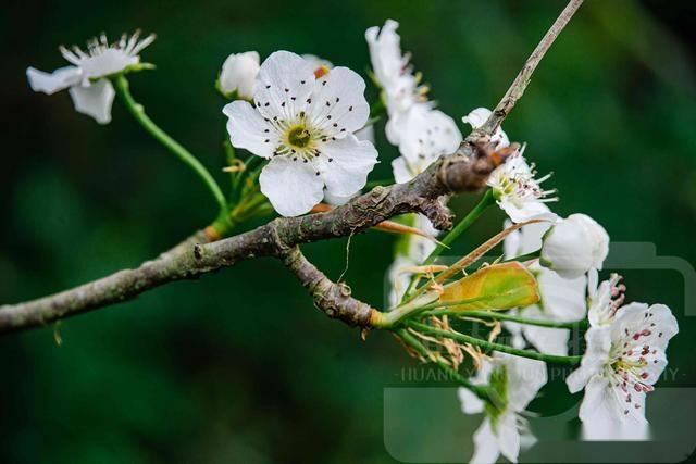 春天里美丽盛开的梨花 绿叶映衬的雪白花朵很娇艳 花开芬芳