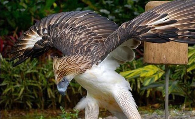 菲律宾特有猛禽 被称为 空中雄狮 翼展3米 最喜欢捕杀猴子