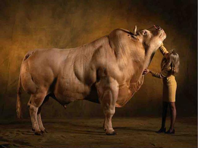 魔鬼筋肉牛 人类改造出来的怪物 世界上最强壮的牛 你敢吃吗