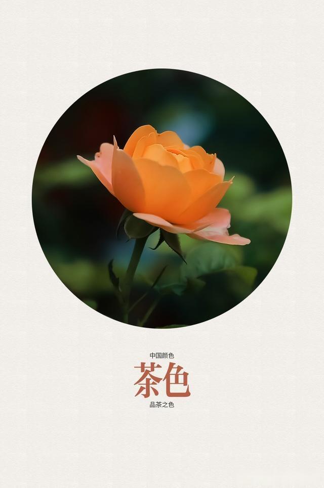 17种典雅的中国传统色 在花叶实拍照片中的运用 不收藏可惜