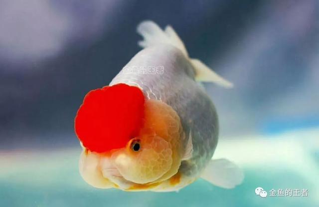头瘤最美的10种鱼 看了一眼 就无法自拔